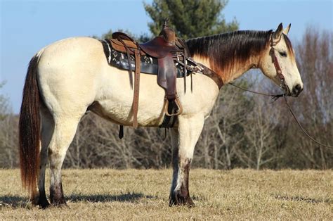 myflixer broken horses|Buckskin QH x .